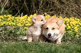 CORGI PEMBROKE 1182